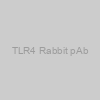 TLR4 Rabbit pAb